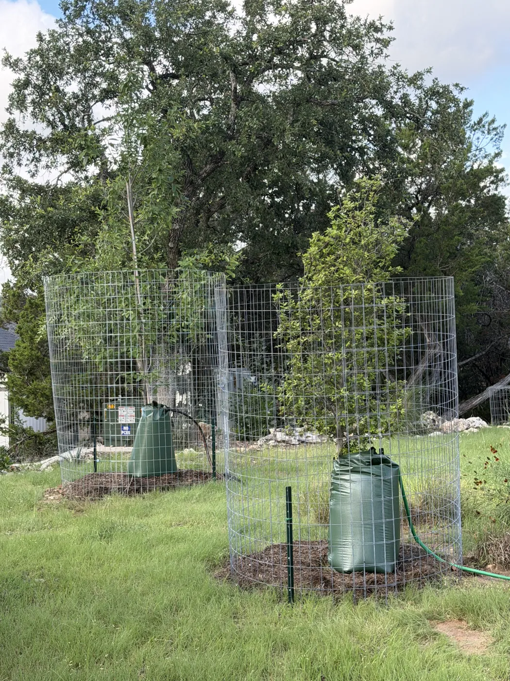 Two newly planted trees in Wimberley, TX with deer cages, mulch rings, and slow-release watering bags under a mature live oak
