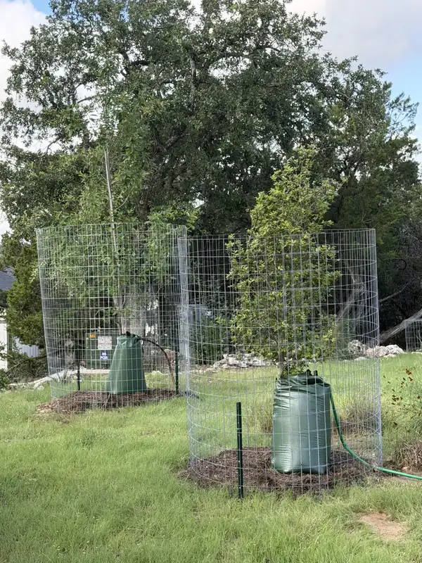 Two newly planted trees in Wimberley, TX with deer cages, mulch rings, and slow-release watering bags under a mature live oak